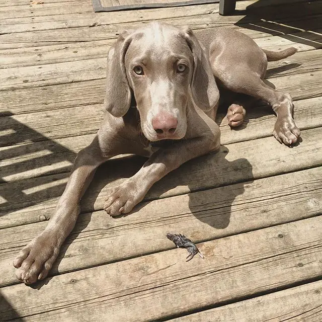A Weimaraner puppy lying on the wooden floor with its sad face