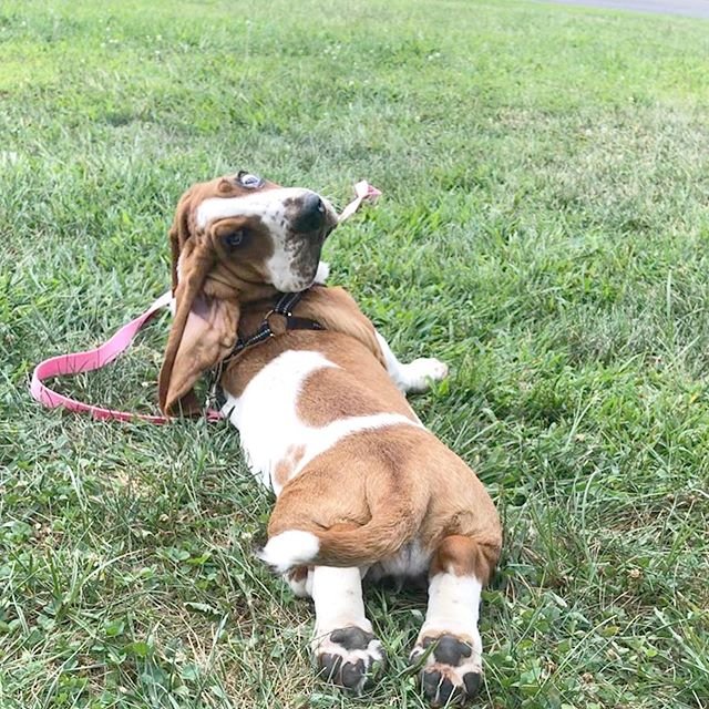 Basset Hound lying on the green grass