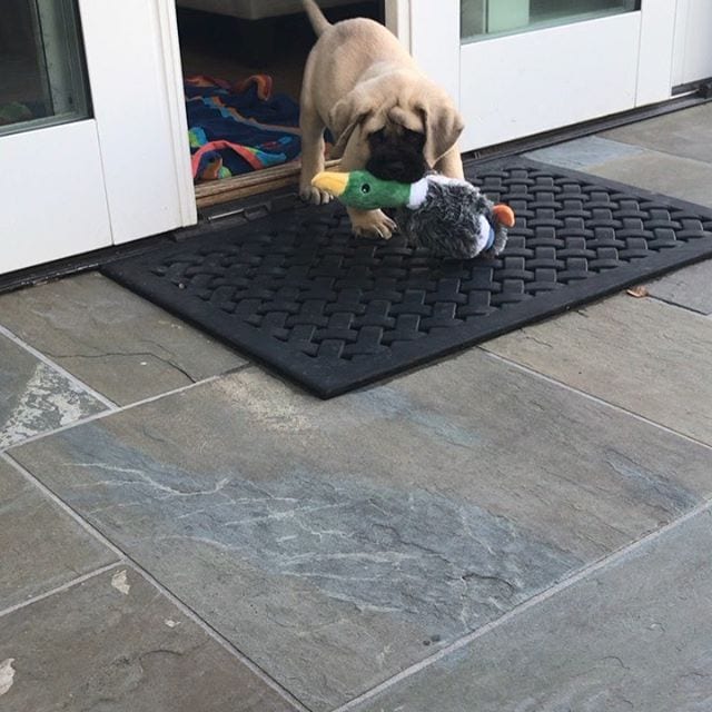 English Mastiff puppy bringing a duck stuffed toy in the front door