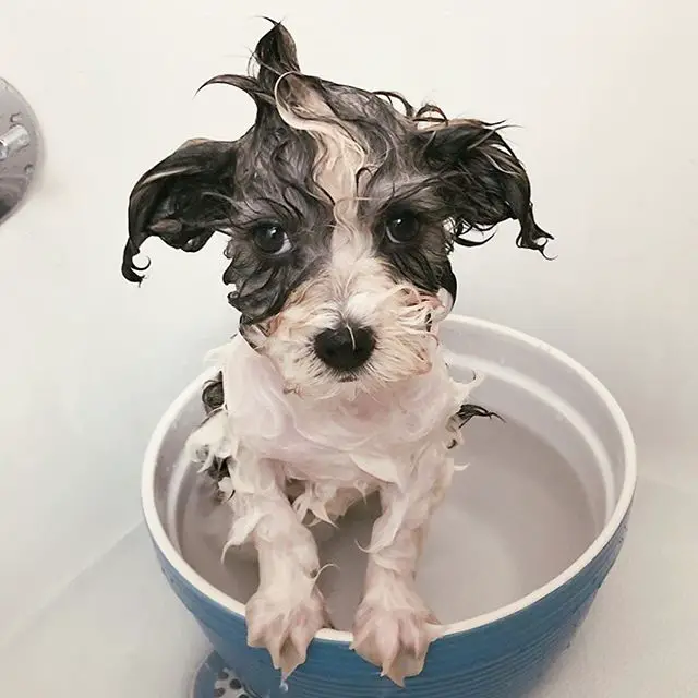 black and white colored Havanese Dog wet with water while standing on a container