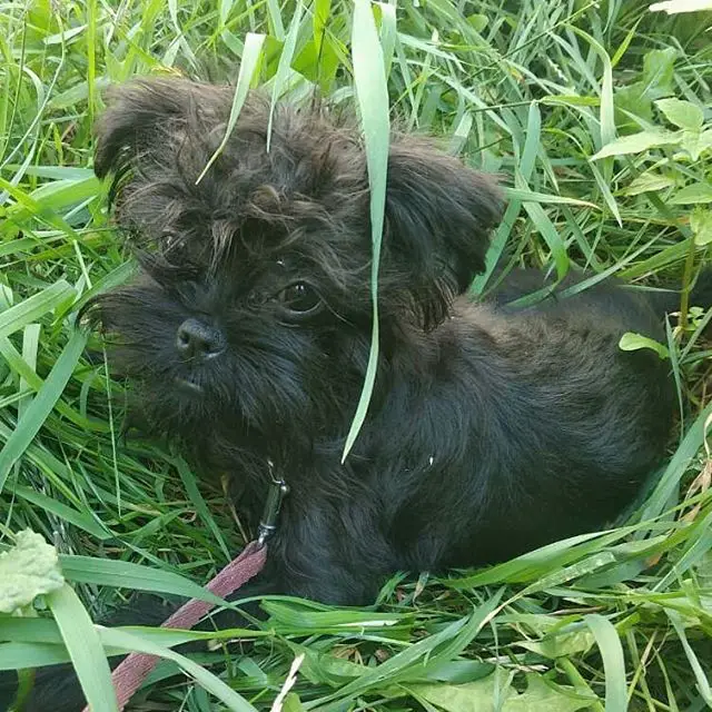 An Affenpinscher puppy lying on the grass