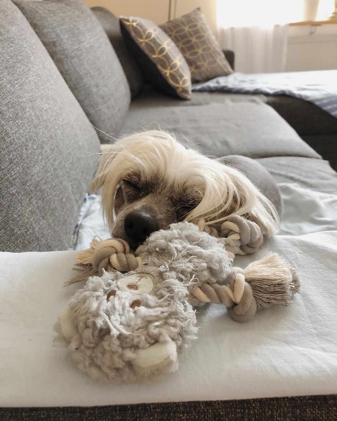 A Chinese Crested Dog sleeping on the couch with its toy in front of him