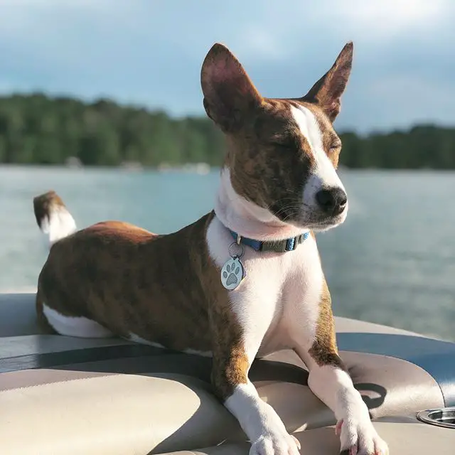 A Basenji lying inside the boat in the ocean while closing its eyes under the sun