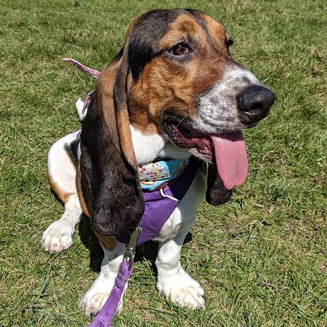 Basset Hound sitting on the green grass