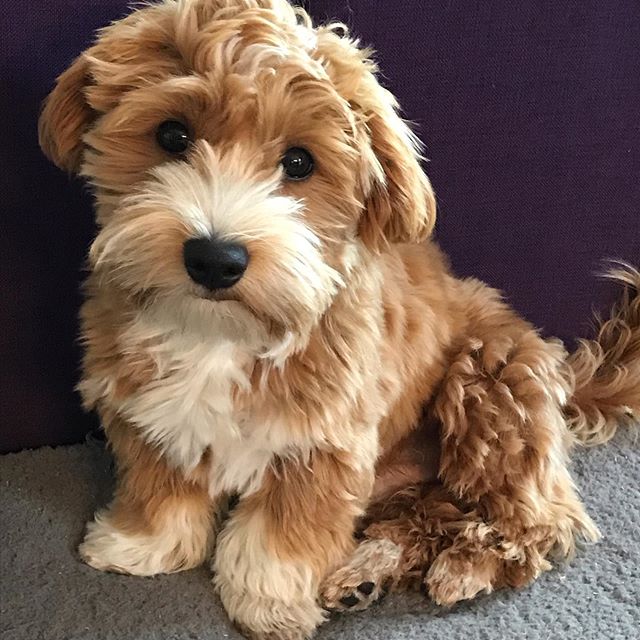 Havanese Dog with gold colored fur sitting on the floor