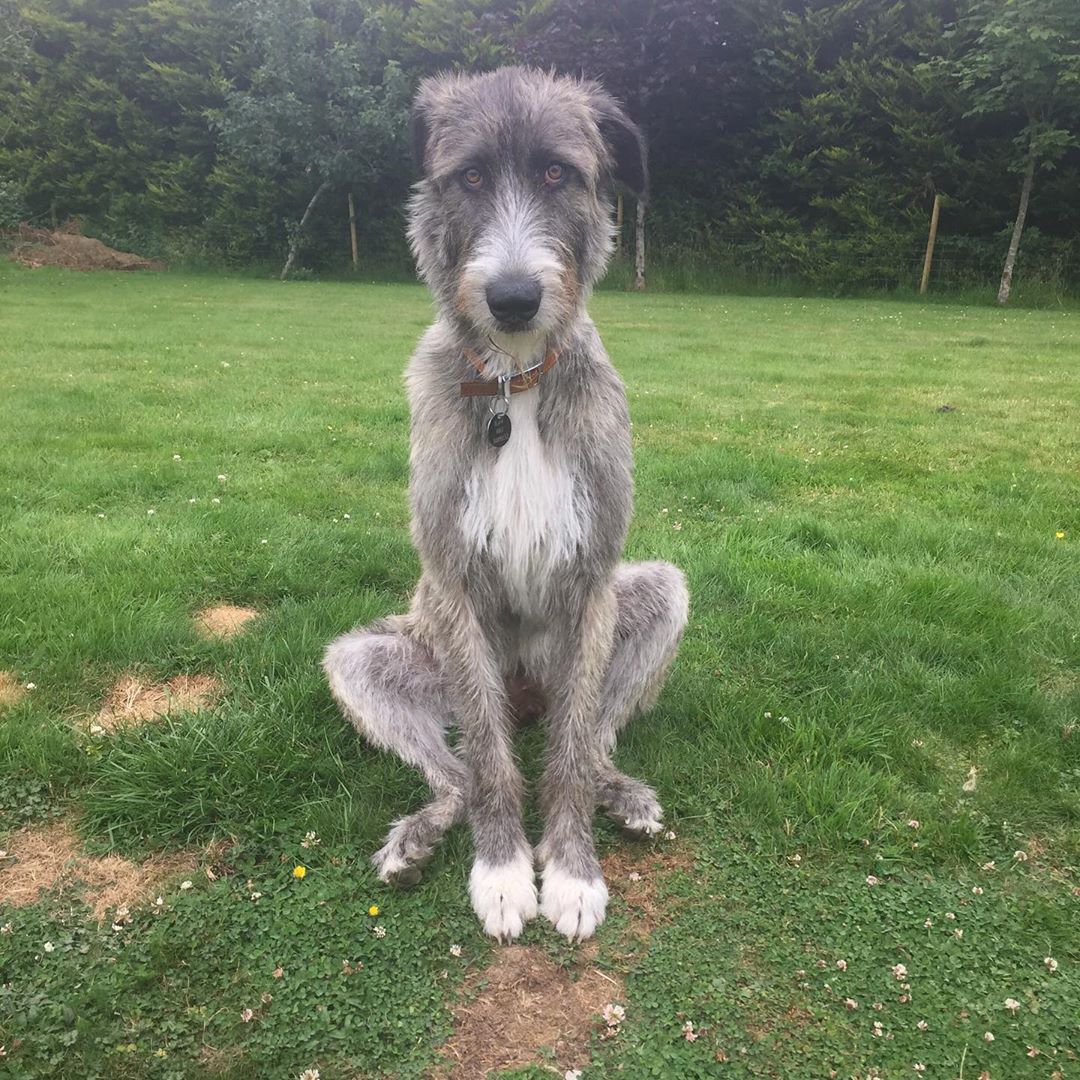 An Irish Wolfhound sitting on the grass at the park