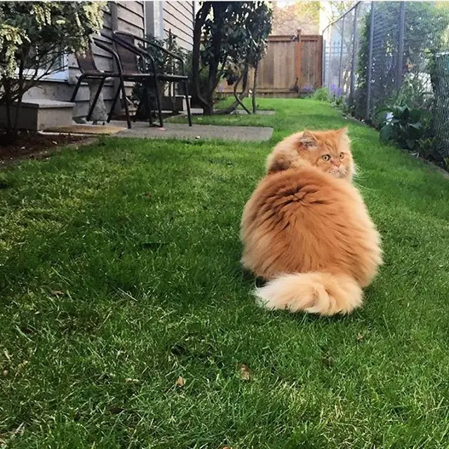 A Persian Cat sitting on the grass while turning its head back
