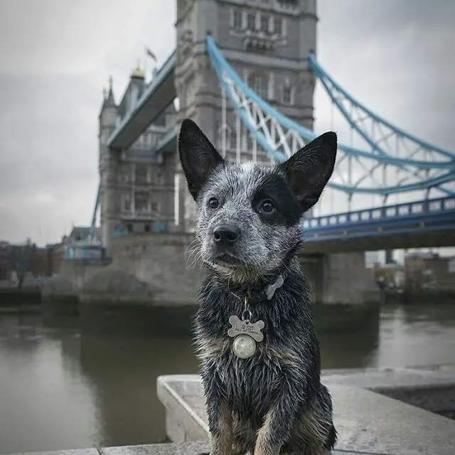 A wet Australian Cattle puppy standing on the concrete edge with the view of the London bridge behind him