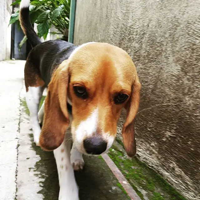Beagle walking in the pathway
