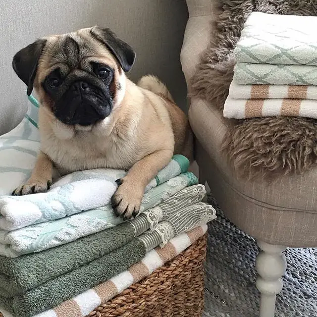 pug dog lying on top of a folded towels