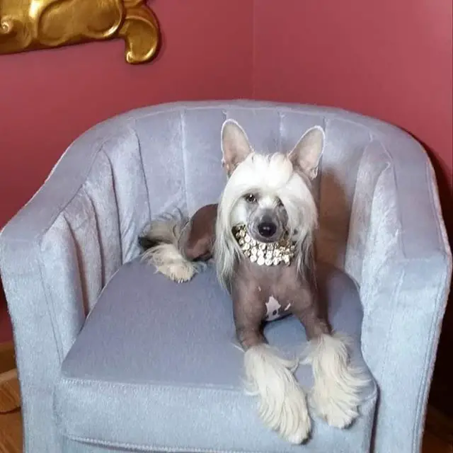A Chinese Crested Dog lying on the chair