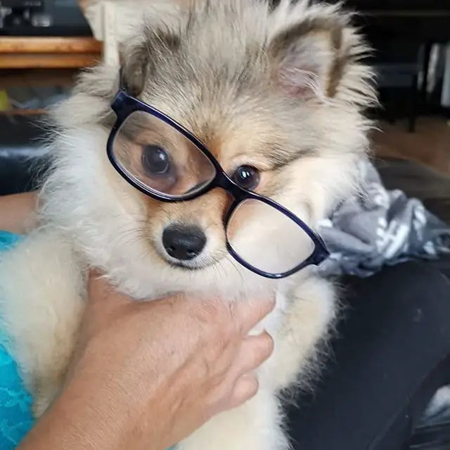A Pomeranian sitting on the lap of the woman while wearing glasses