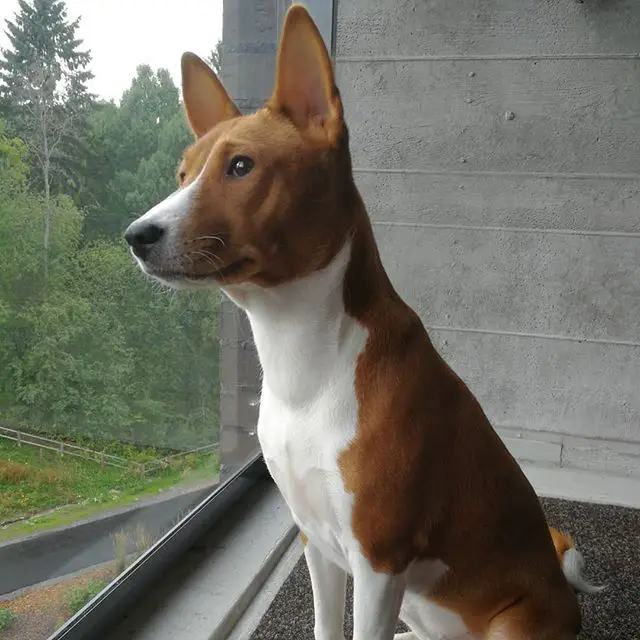 A Basenji sitting by the window sill while looking outside