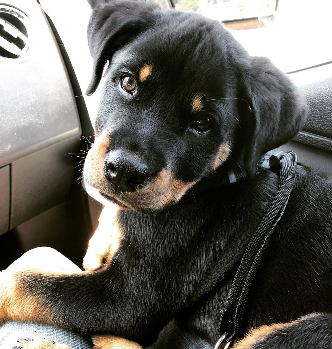 Rottweiler puppy sitting on top of its owner's lap inside the car