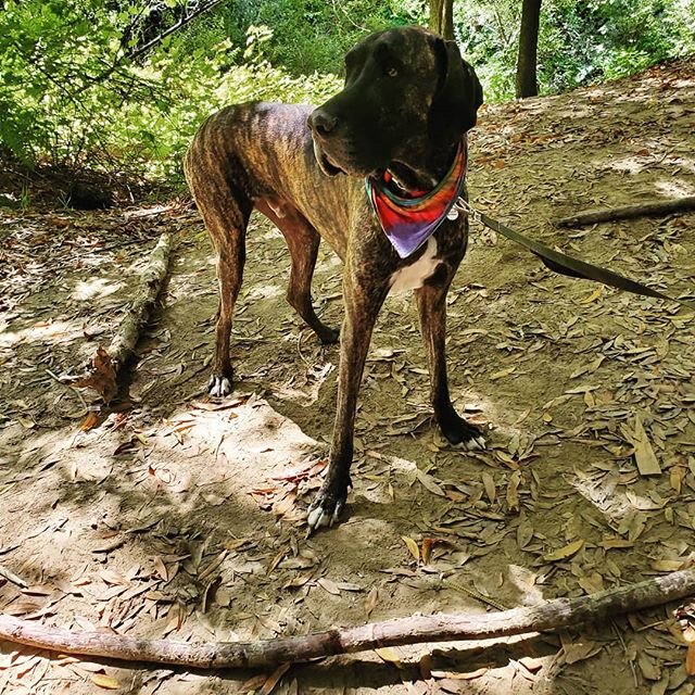 A Great Dane standing in the middle of the the forest