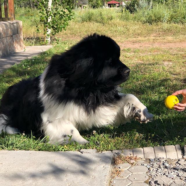 A black and white Newfoundland lying on the grass while staring at the ball in the hand of a person