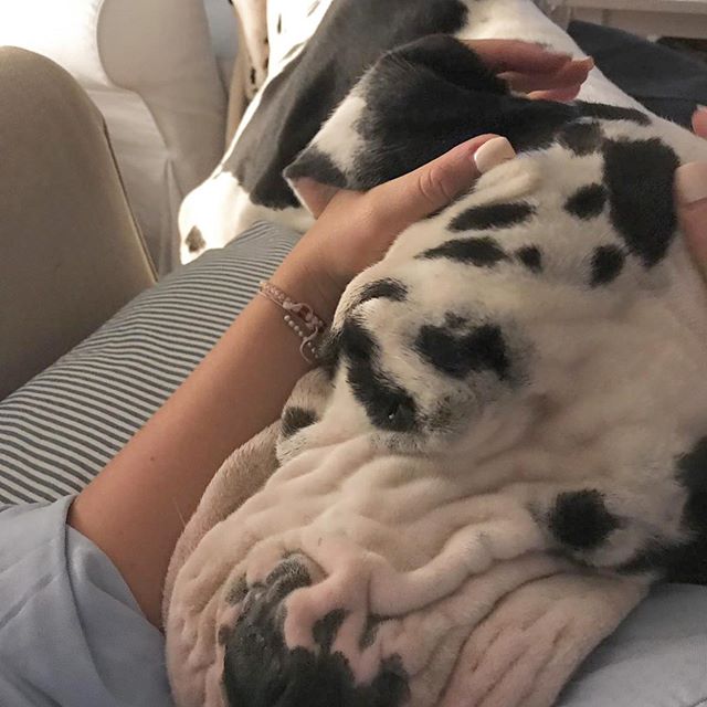 A Great Dane sleeping beside the woman lying on the couch