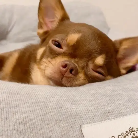Chihuahua resting with its head on a pillow