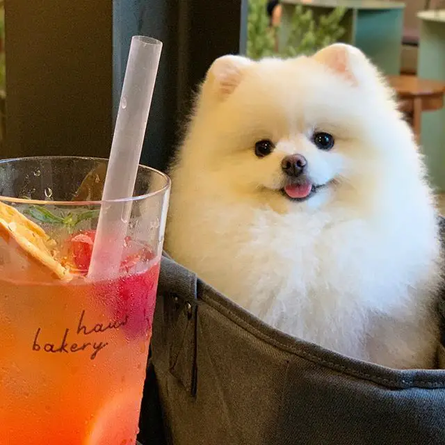 A white Pomeranian sitting inside the bag behind the glass if juice drink