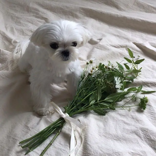 A Maltese sitting on the bed with a bunch of leaves and flowers in front of him