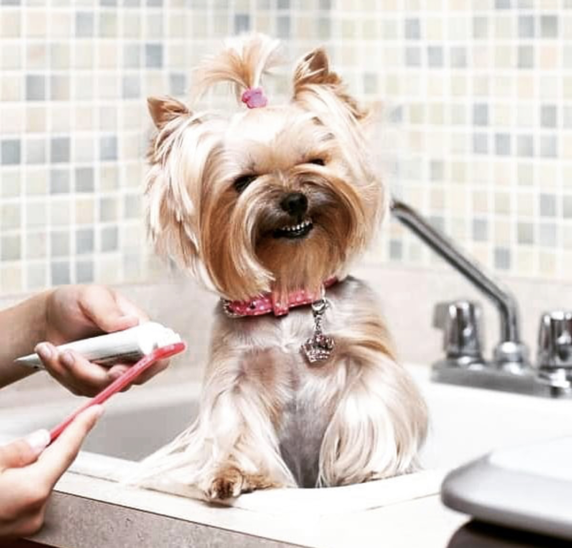 a smiling Yorkshire Terrier while standing inside the bathtub next to the hand of a person squeezing a toothpaste to the toothbrush