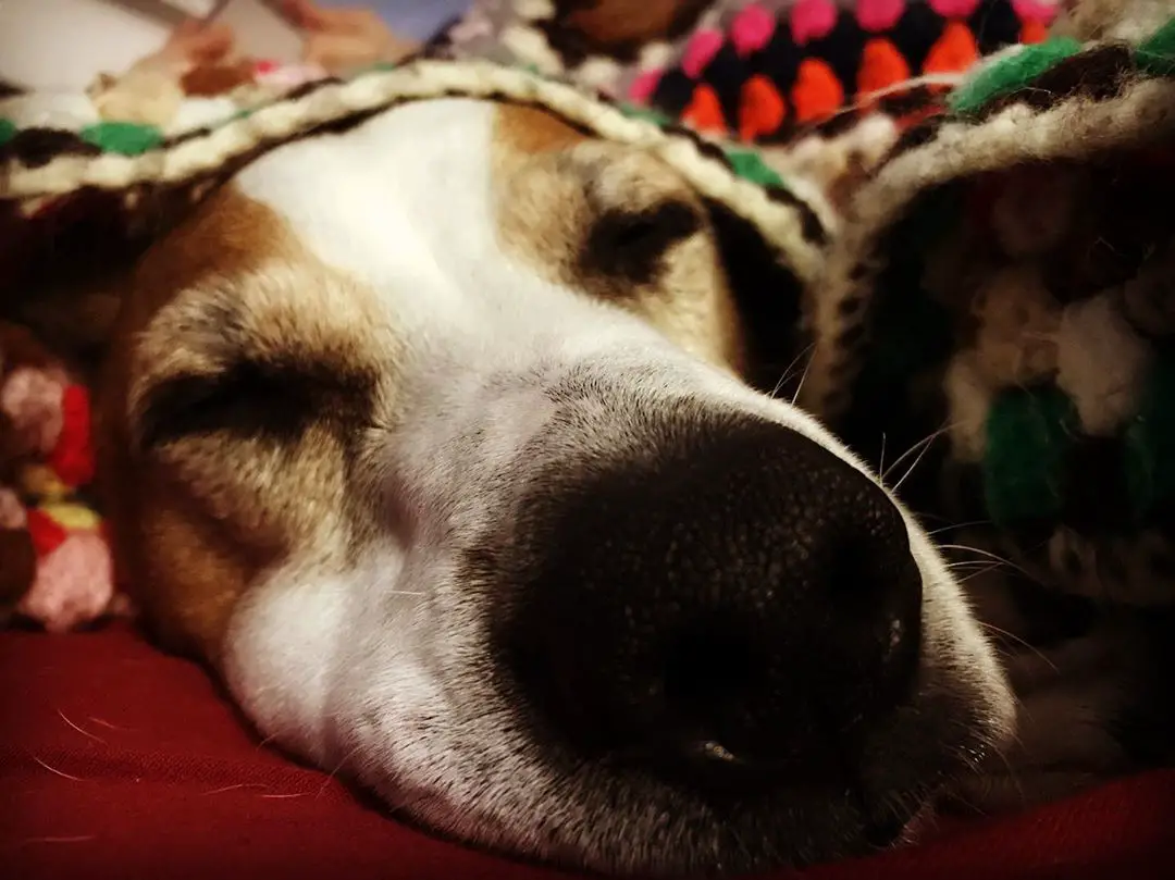 A Pointer sleeping on the bed under the blanket