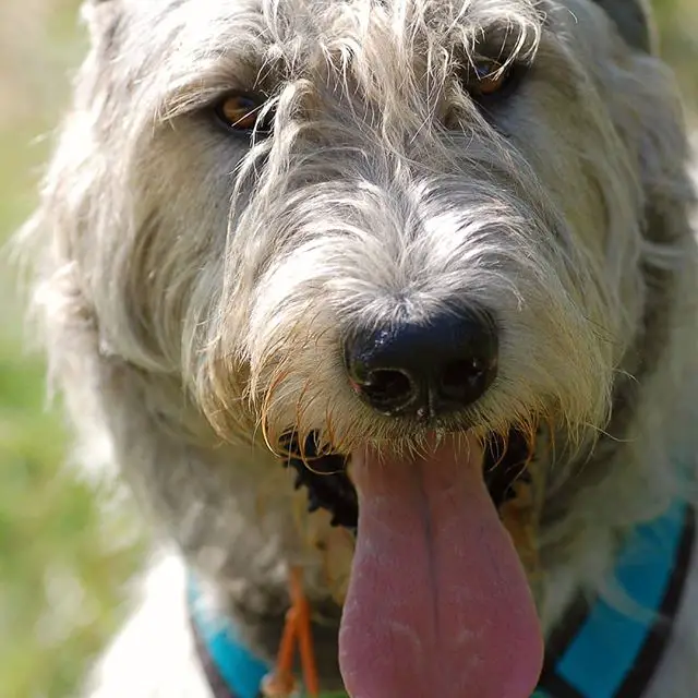 A Irish Wolfhound with its tongue out