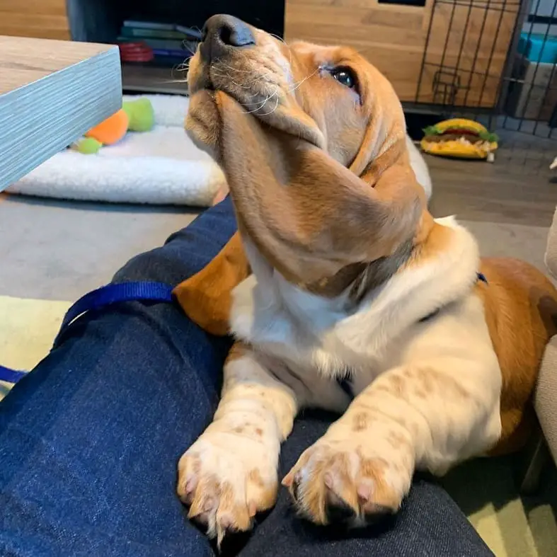 Basset Hound with its ears in its mouth while lying on top of its owner's leg