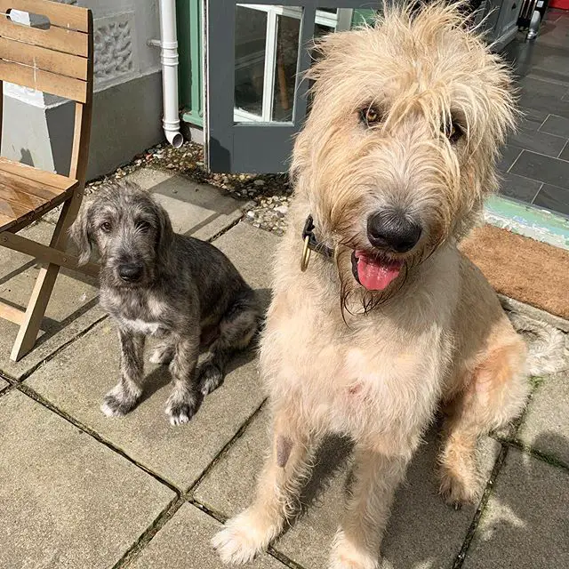 an adult and puppy Irish Wolfhound sitting on the pavement under the sun