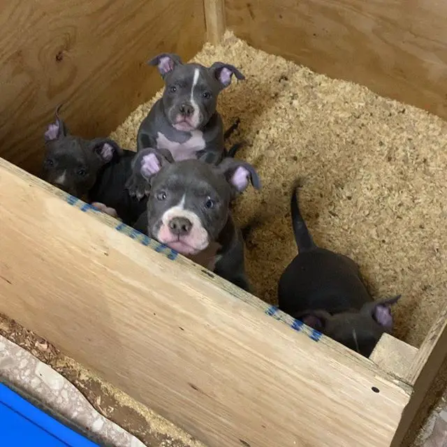 American Staffordshire Terrier puppies inside its wood box