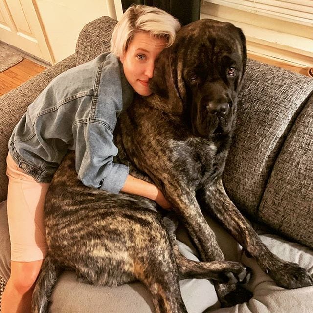 English Mastiff dog sitting on the couch while being hugged by a lady