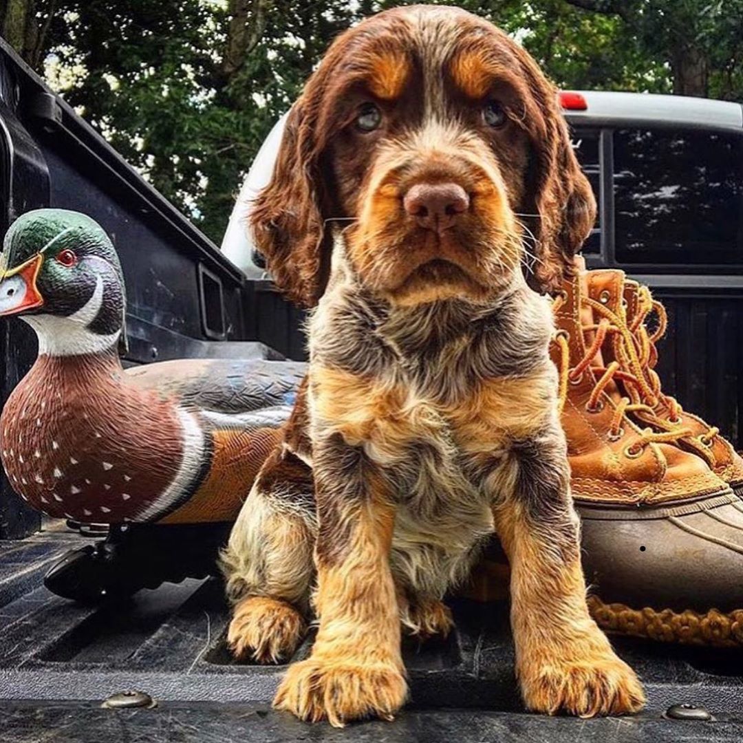 An English Springer Spaniel puppy sitting in the car trunk with a pair of shoe and a duck figurine behind