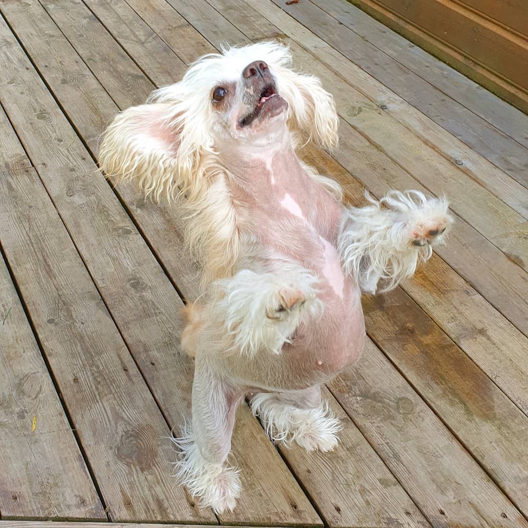 A pregnant while Chinese Crested Dog standing up while looking up