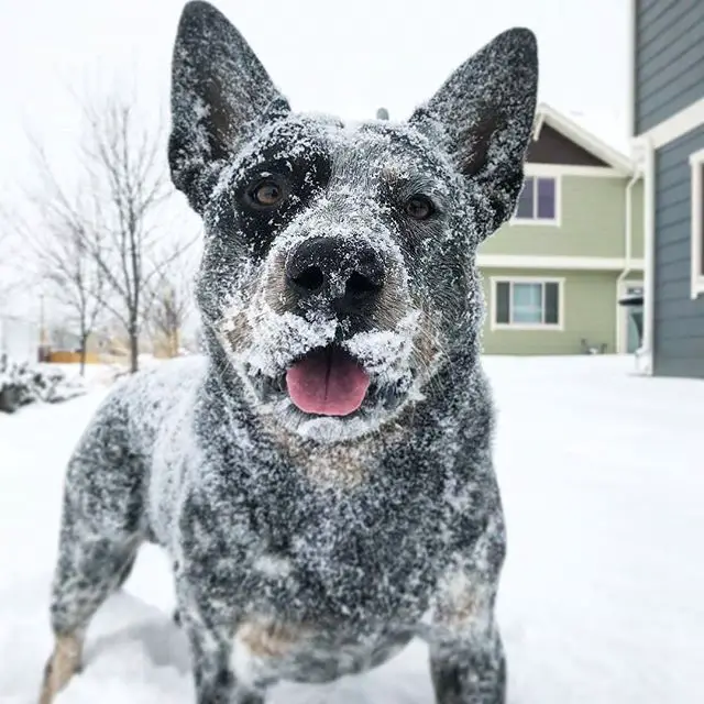 An Australian Cattle Dog standing in snow with snow all over its face and body