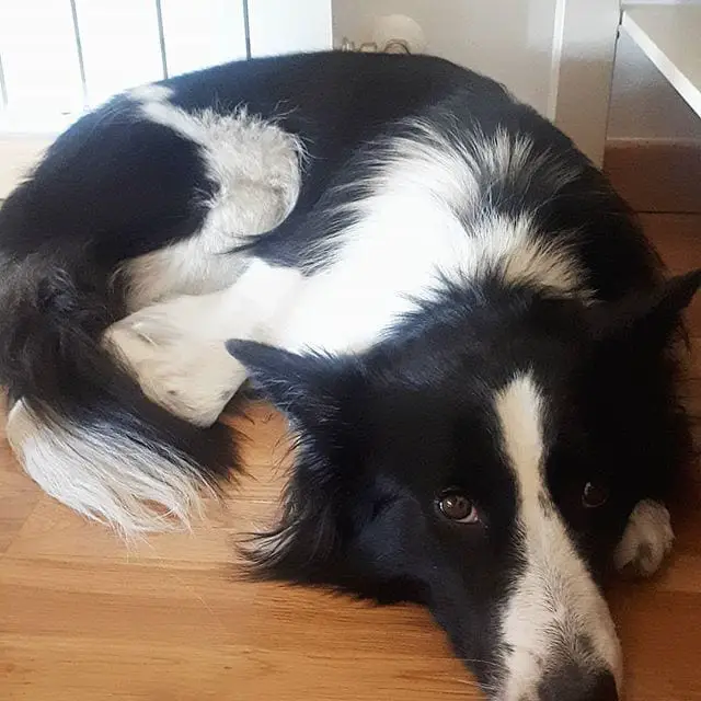 Border collie curled up lying on the floor