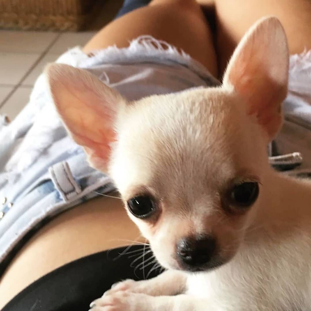 Chihuahua on top of a girl's tummy