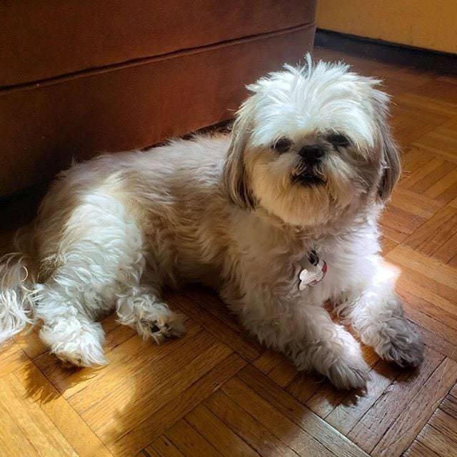 Cutest Shih Tzu resting on the floor