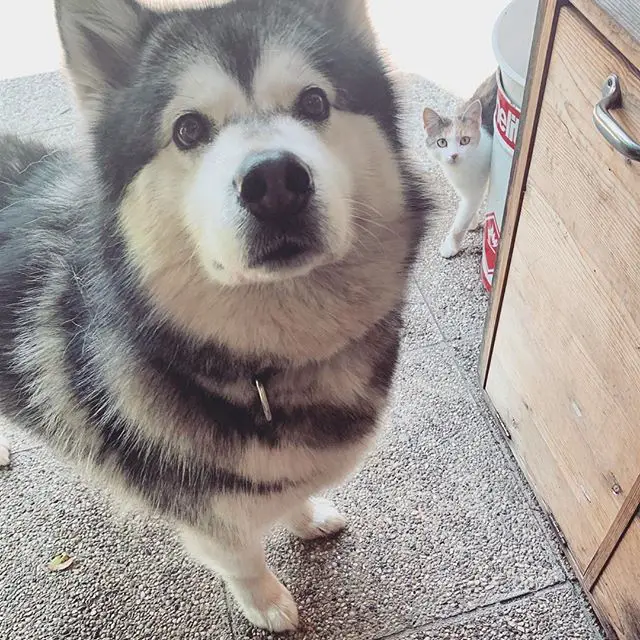 An Alaskan Malamute standing on the floor while looking up with its curious face