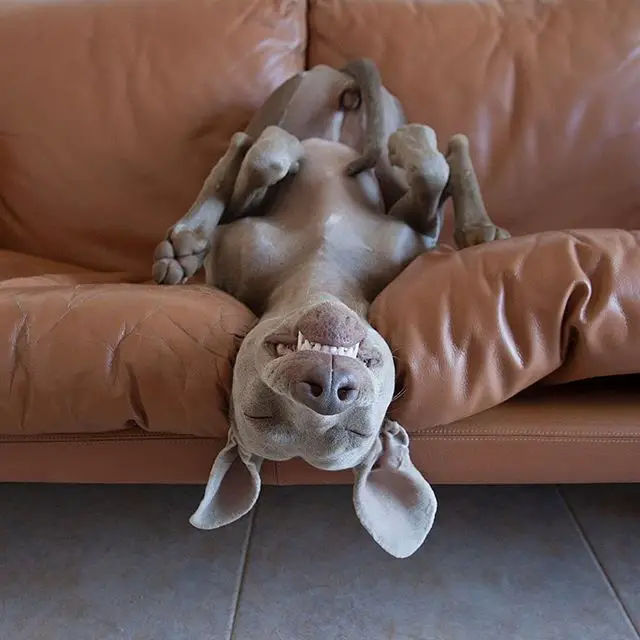 A Weimaraner lying upside down on the couch