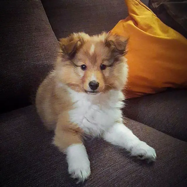 A Sheltie puppy lying on the couch