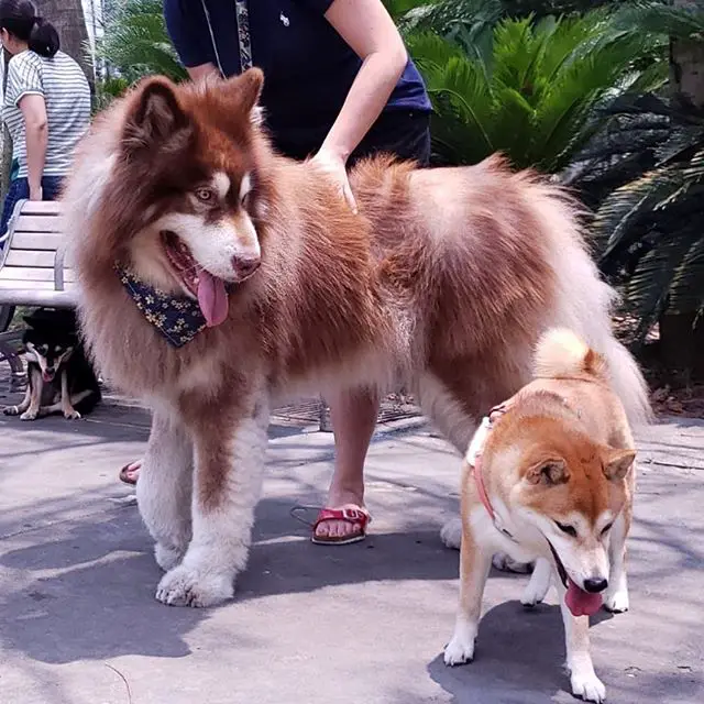 An Alaskan Malamute standing on the pavement next to a shiba inu at the park