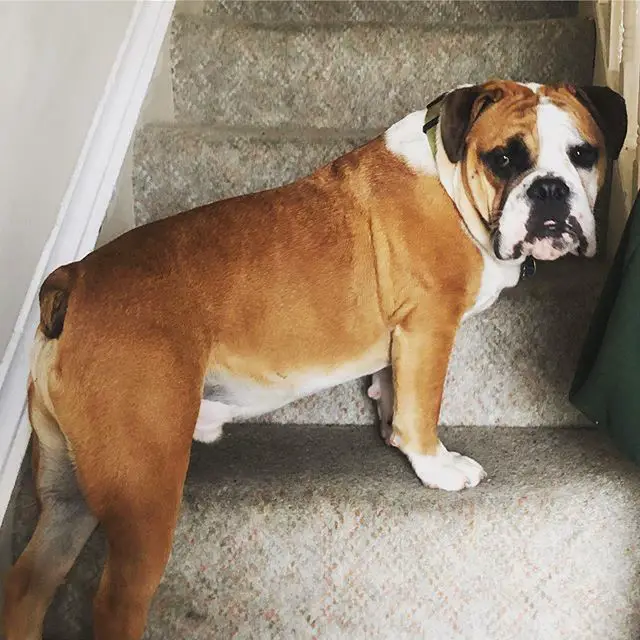 English Bulldog going upstairs while looking back