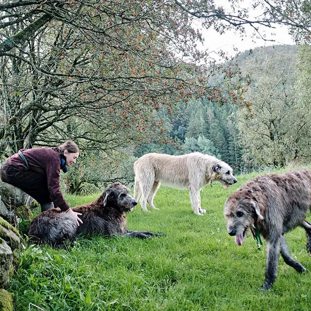 three Irish Wolfhound in the forest with a woman