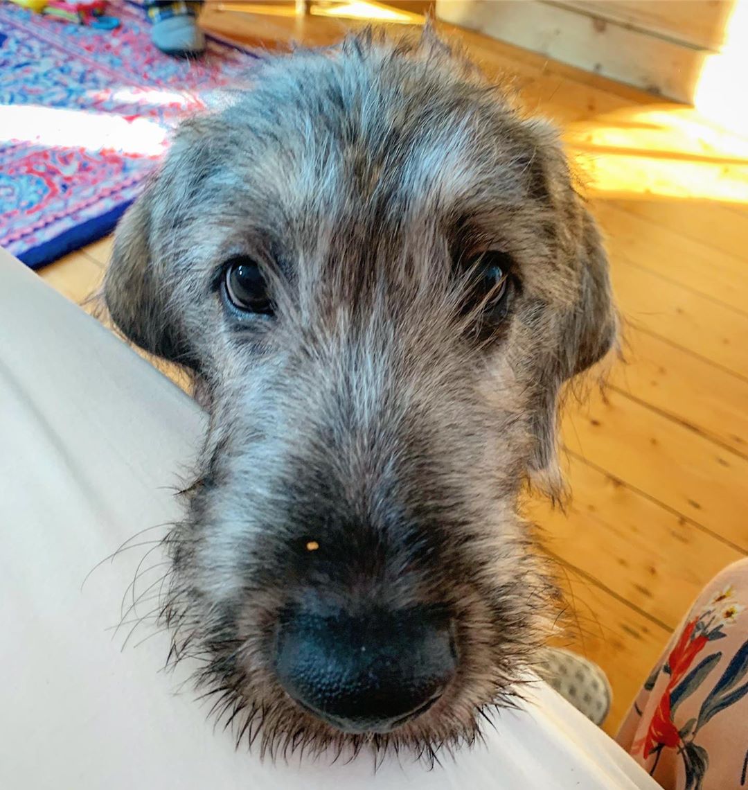 An Irish Wolfhound sitting on the wooden floor with its begging face on the side of the bed