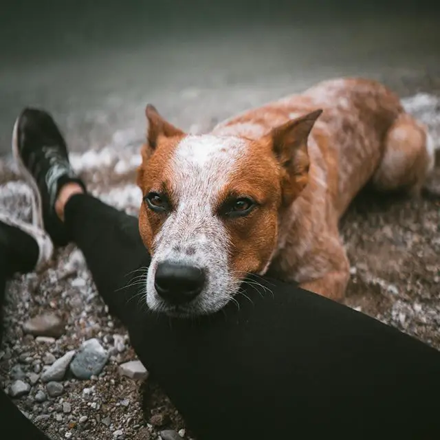 An Australian Cattle Dog lying on the ground with its face on the legs of the woman resting in front of him