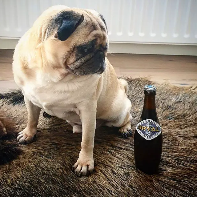 pug dog sitting on the carpet with an urval drink beside