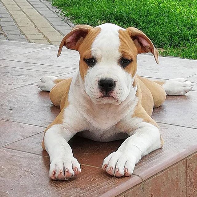 An American Staffordshire Terrier puppy lying on the floor outdoors