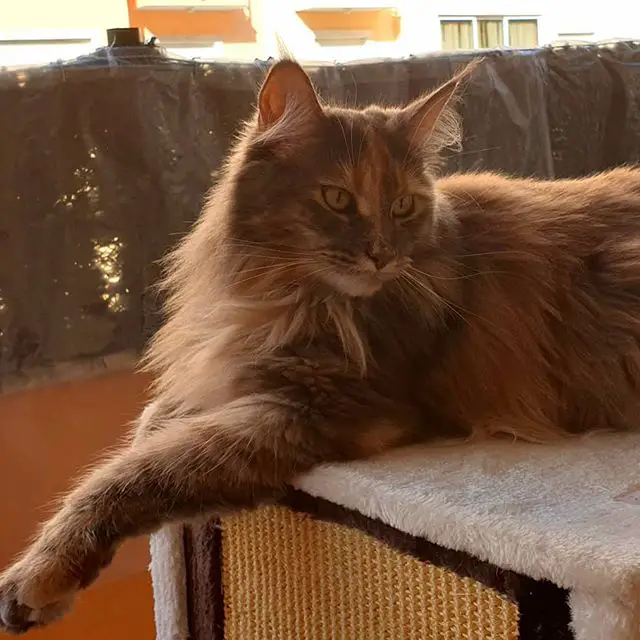Maine Coon with long brown and cinnamon fur
