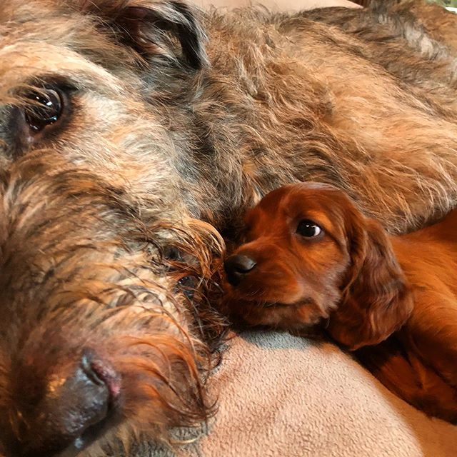 An Irish Wolfhound lying on the bed with a puppy lying beside him and staring at him