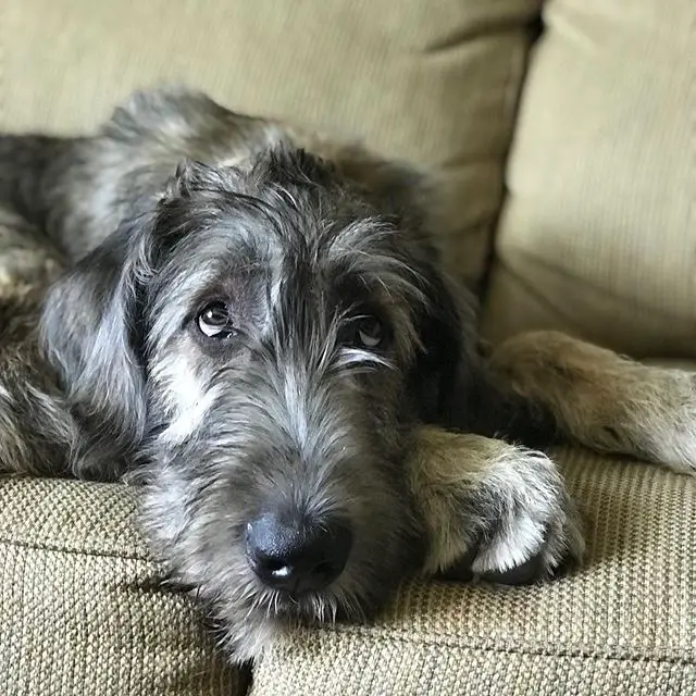 An Irish Wolfhound lying on the couch with its sad face